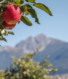 Apfelland Südtirol © IDM/Südtiroler Apfelkonsortium/Manuel Kottersteger