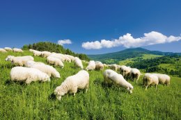 © PHB.cz (Richard Semik)-shutterstock.com/2013