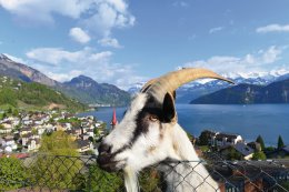 © Ilhan Balta-fotolia.com