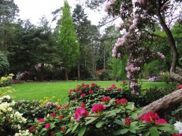 © Hobbie Rhododendron
