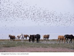 © Foto: Burgenland Tourismus