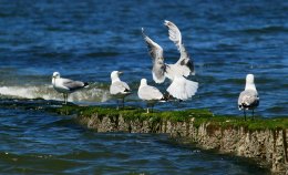 © Perlen Ostfriesland Dieter Nagel
