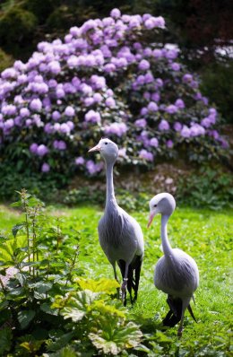 © Weltvogelpark Walsrode