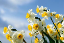 &copy; Masamitsu - stock.adobe.com