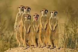 © iStock/EcoPic