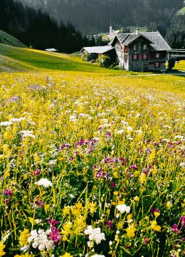 © Bregenzer Wald Tourismus