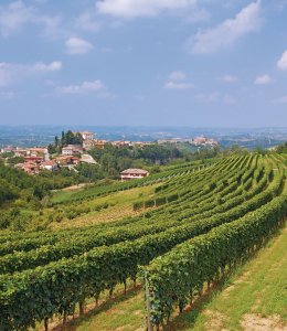 Weinanbaugebiet Langhè bei Asti im Piemont © travelpeter - Fotolia.com