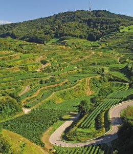 Weinberge am Kaiserstuhl © travelpeter-shutterstock.com/2013