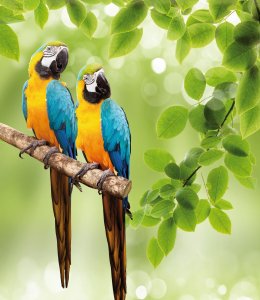 Papageien © Vitaly Krivosheev - fotolia.com