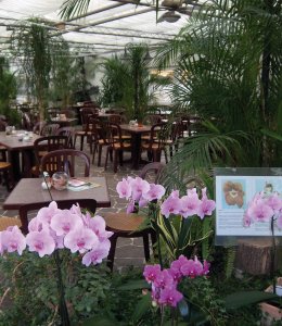 Cafe Orchidee in Birkenau