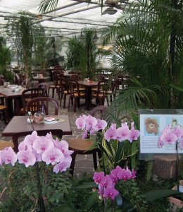 Cafe Orchidee in Birkenau