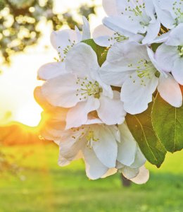 Apfelblüte © Bernd Leitner-fotolia.com