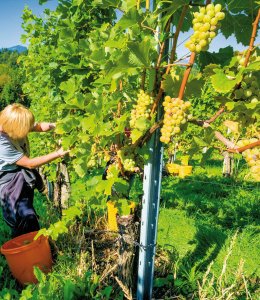 Weinlese © Gina Sanders-fotolia.com