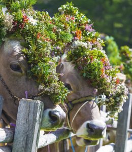 Almabtrieb &copy; mmphoto-fotolia.com