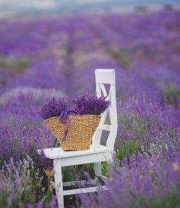Lavendelfeld © GTeam-fotolia.com
