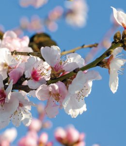 Mandelblüte © doris oberfrank-list-fotolia.com