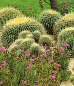 Kakteengarten © vulkanismus-fotolia.com