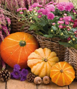 Herbstblumen und Kürbisse © Petra Schüller-fotolia.com