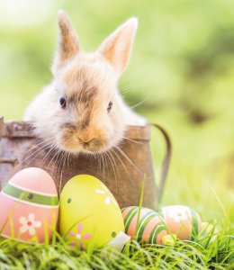 Frohe Ostern! © drubig-photo-fotolia.com