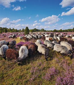 Heidschnuckenherde in der Lüneburger Heide © RuZi-fotolia.com