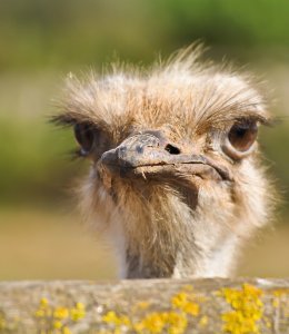 Strauß &copy; the_builder - stock.adobe.com