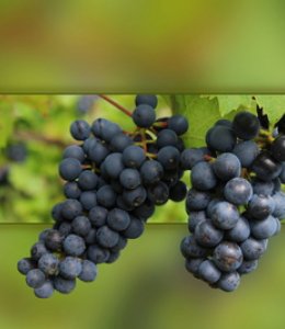 Weinreben © Rosel Eckstein / pixelio