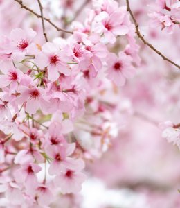 Kirschblüte © Catherine - stock.adobe.com