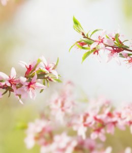 Mandelblüte © Nitr - stock.adobe.com