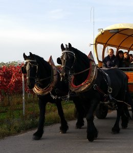 Planwagenfahrt - Weingut Kreuzhof 