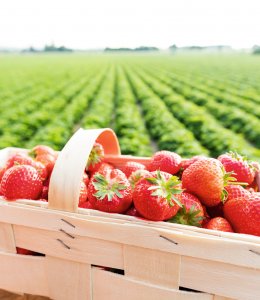 Erdbeeren &copy; Christian Schwier - stock.adobe.com