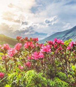 Almrosenblüte in den Bergen © by-studio - stock.adobe.com