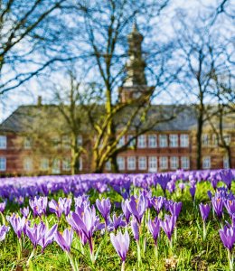 Krokusblüte in Husum © Andreas - stock.adobe.com