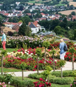 Steinfurther Rosenfest © Bad Nauheim Stadtmarketing und Tourismus GmbH 