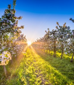 Altes Land © powell83 - stock.adobe.com