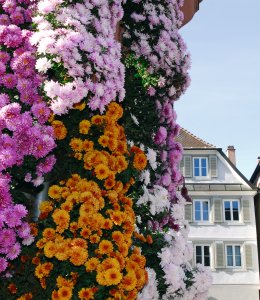 Chrysanthema Lahr © Stadt Lahr