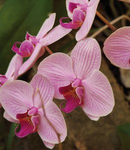 Orchidee