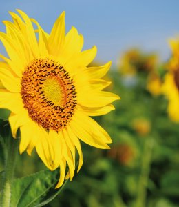 Sonnenblume © iStock/Salawin Chanthapan